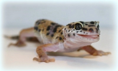 Эублефар - Леопардовый геккон