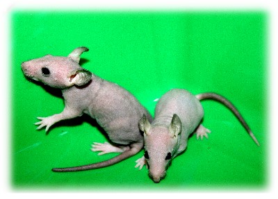 Голые крысы - сфинксы